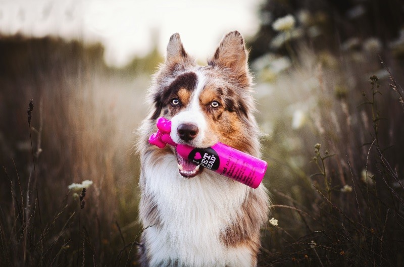 Psia pielęgnacja okiem Vuko - psiego blogera