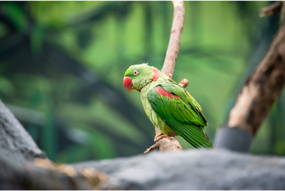 Aleksandretta obrożna - tęczowa i wyjątkowa papuga