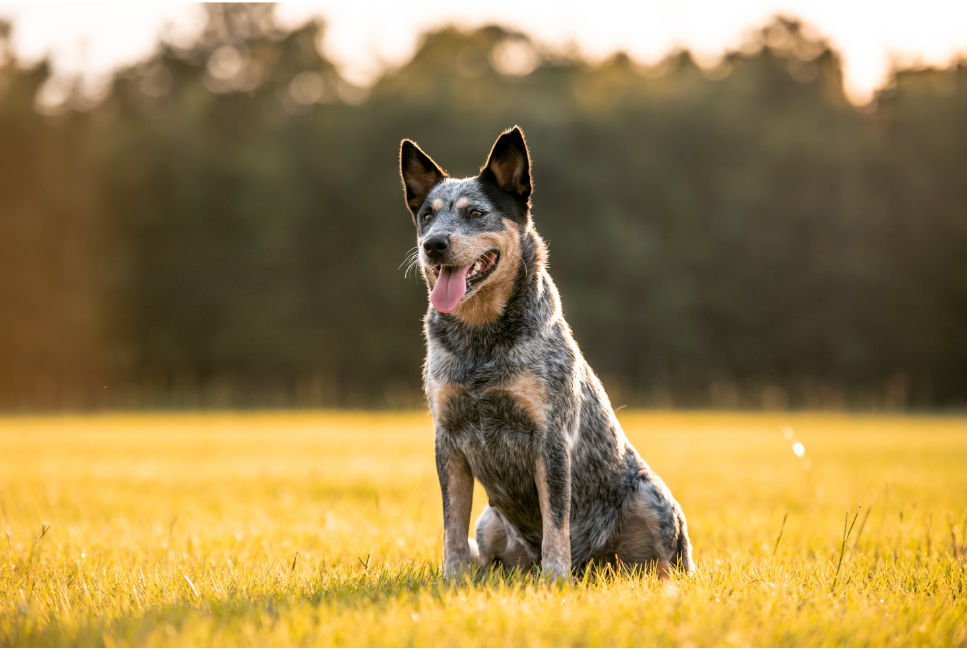 Australian cattle dog - encyklopedia ras psów