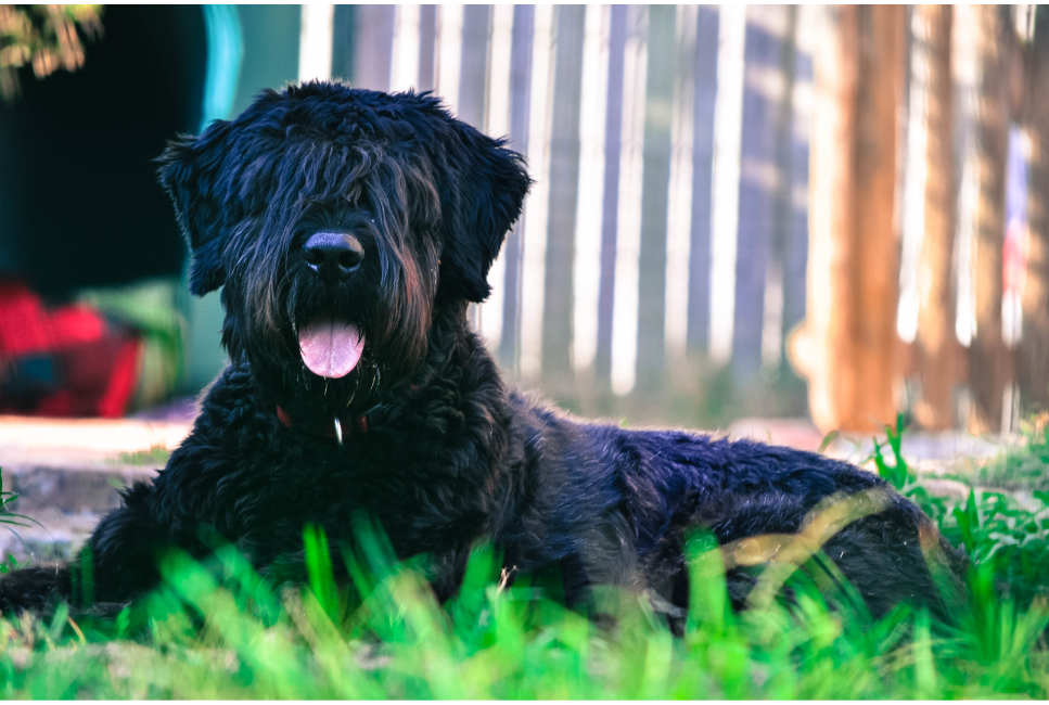 Bouvier des Flandres, czyli francusko-belgijski pies pasterski. Encyklopedia ras psów