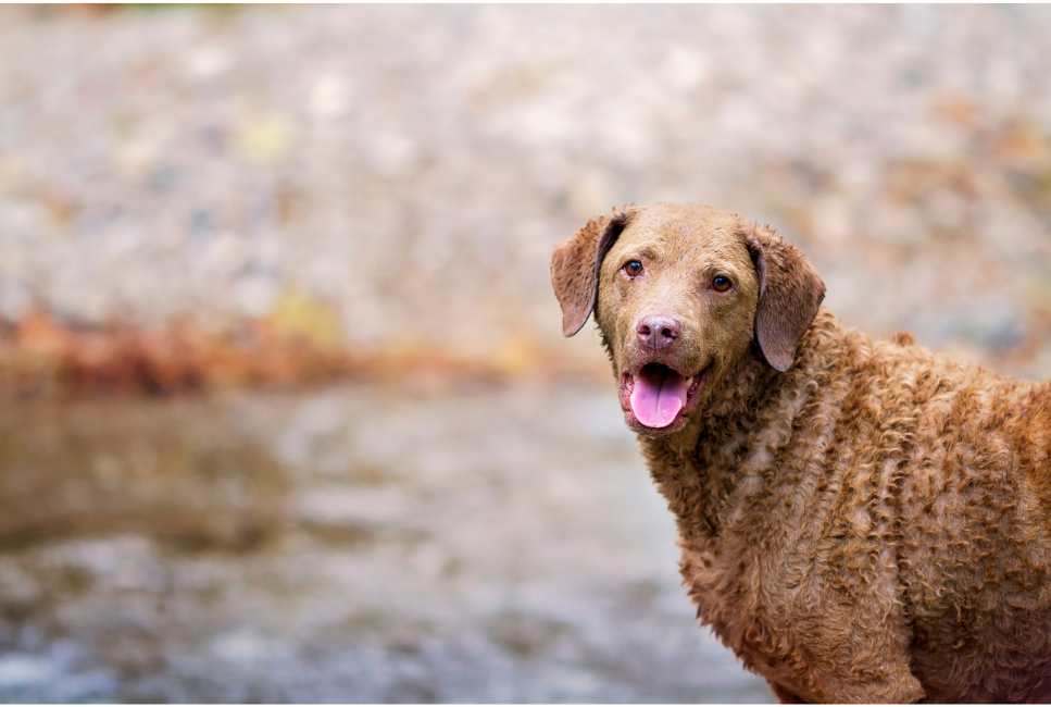 Chesapeake bay retriever - Encyklopedia ras psów