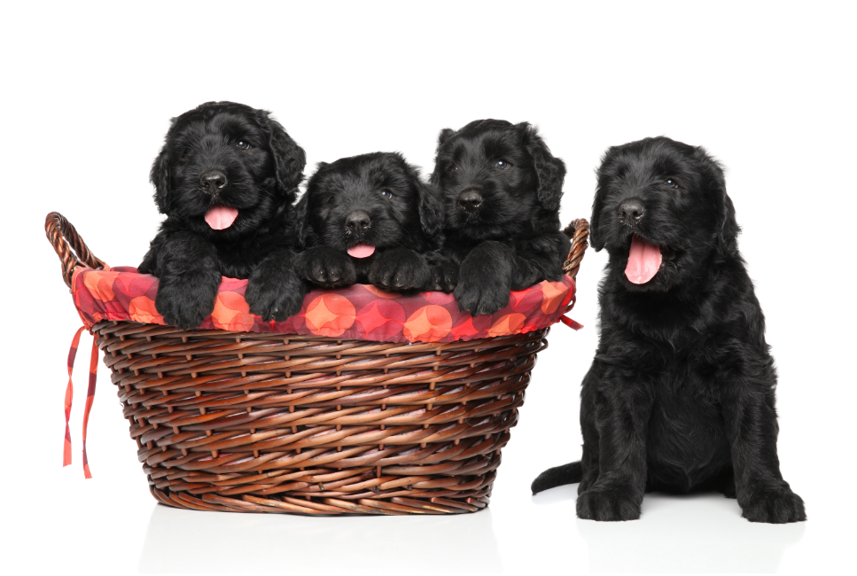 Czarny terier rosyjski - jaką ma opinię? Encyklopedia ras psów