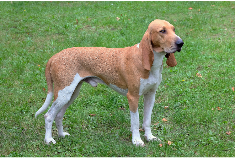 Gończy szwajcarski odmiany berneński, z Jury, lucerneński, ze Schwyz - encyklopedia ras psów