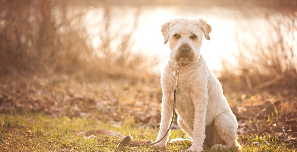 Irish soft coated wheaten terrier (terier pszeniczny) - Encyklopedia ras psów