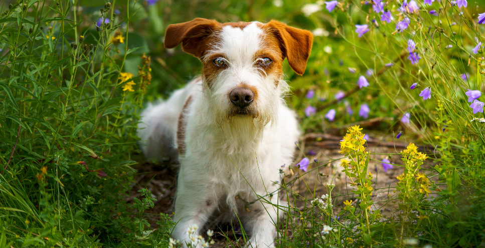 Kromfohrländer - encyklopedia ras psów