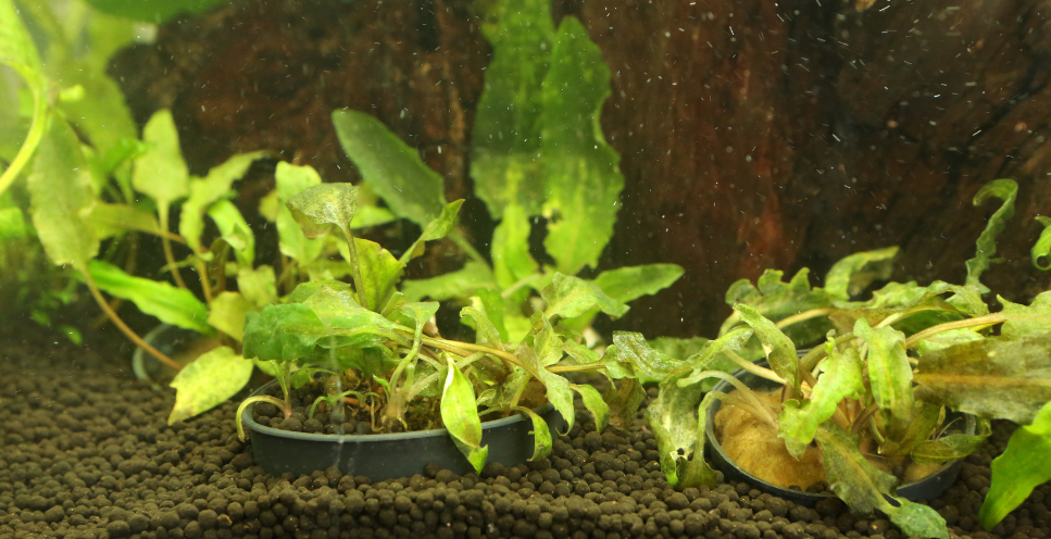 Kryptokoryna (zwartka) – najważniejsze informacje o uprawie tej rośliny