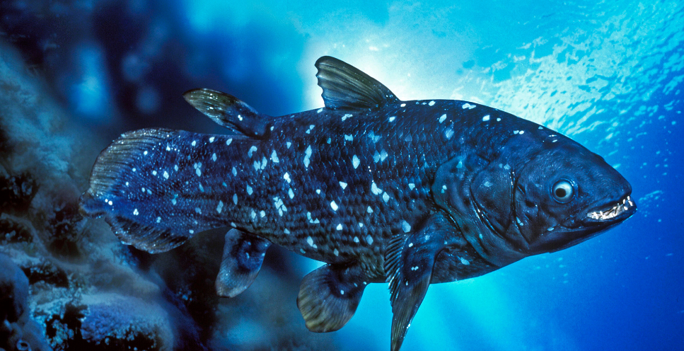 Latimeria - ryba, która zszokowała naukowców