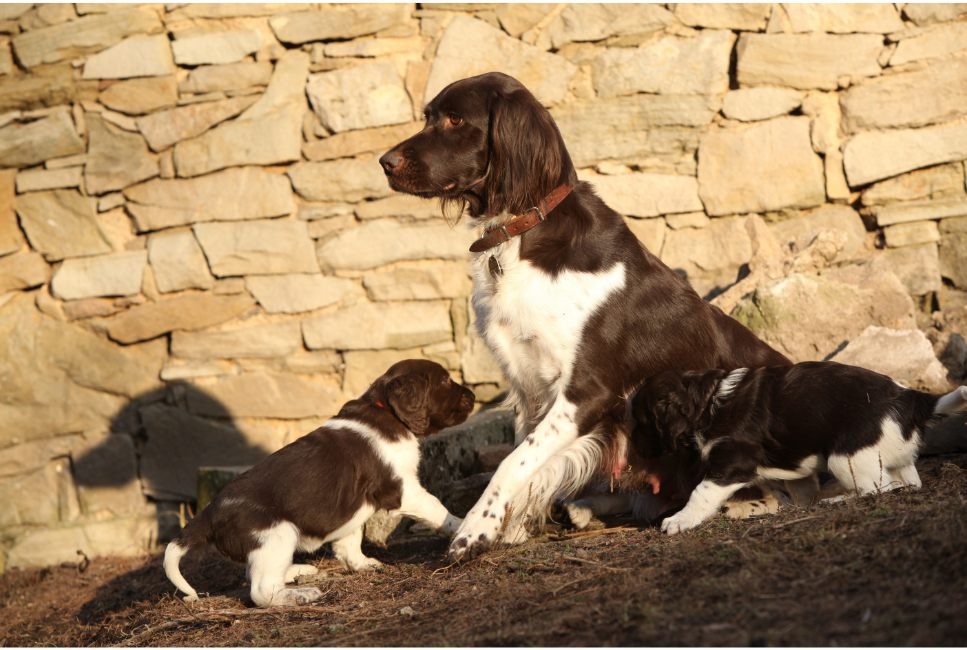 Mały münsterländer - cała prawda o rasie!