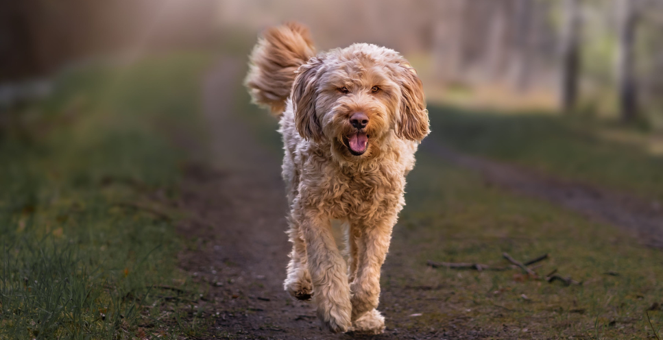 Pies otterhound – olbrzym o wielkim sercu. Encyklopedia ras psów