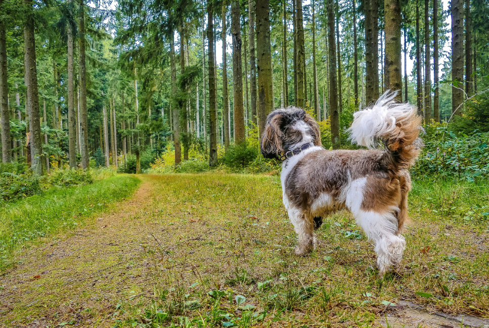Petit basset griffon vendeen (mały basset gryfon wandejski) - encyklopedia ras psów
