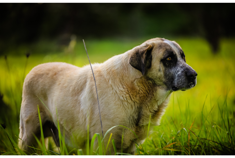 Portugalski pies stróżujący (Rafeiro do Alentejo) - encyklopedia ras psów