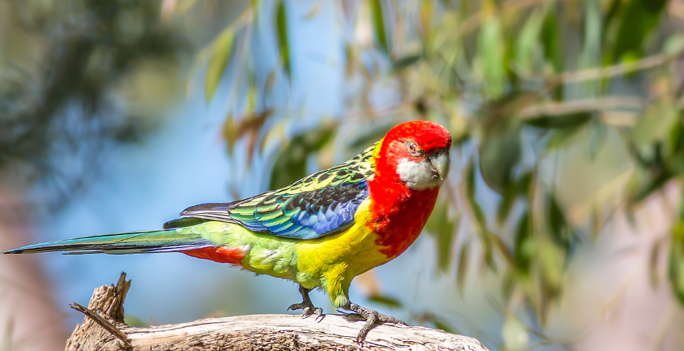 Rozella białolica - papuga z Australii