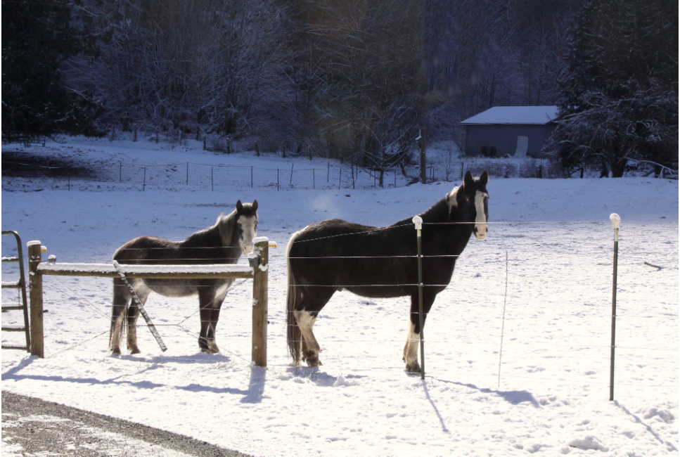 Shivering syndrome - choroba neurologiczna u koni