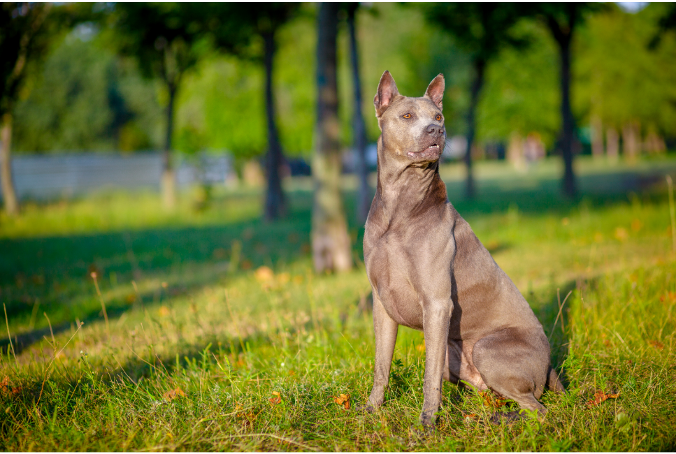 Thai ridgeback dog - encyklopedia ras psów