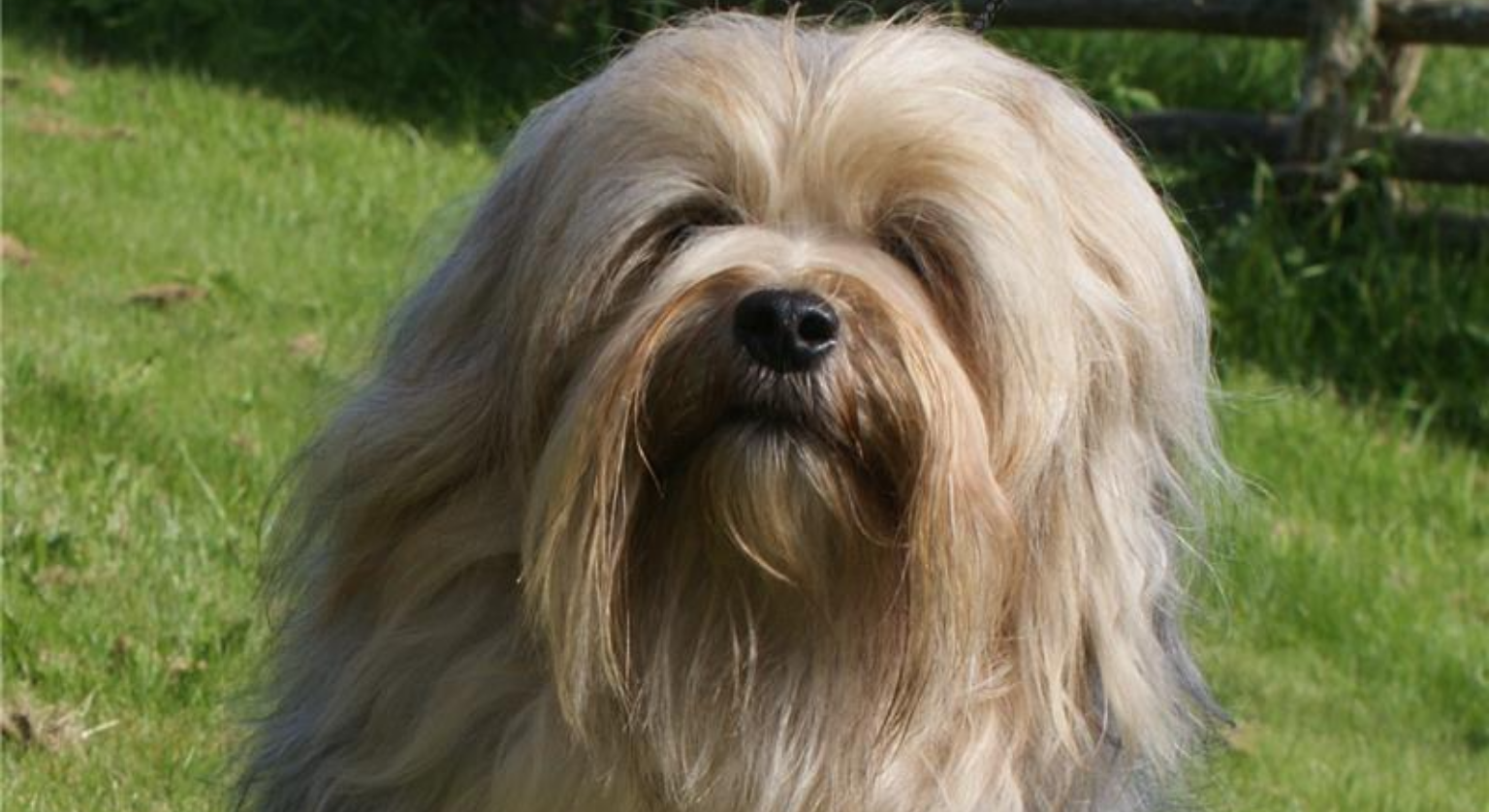 Jappitoo, wikipedia.org 