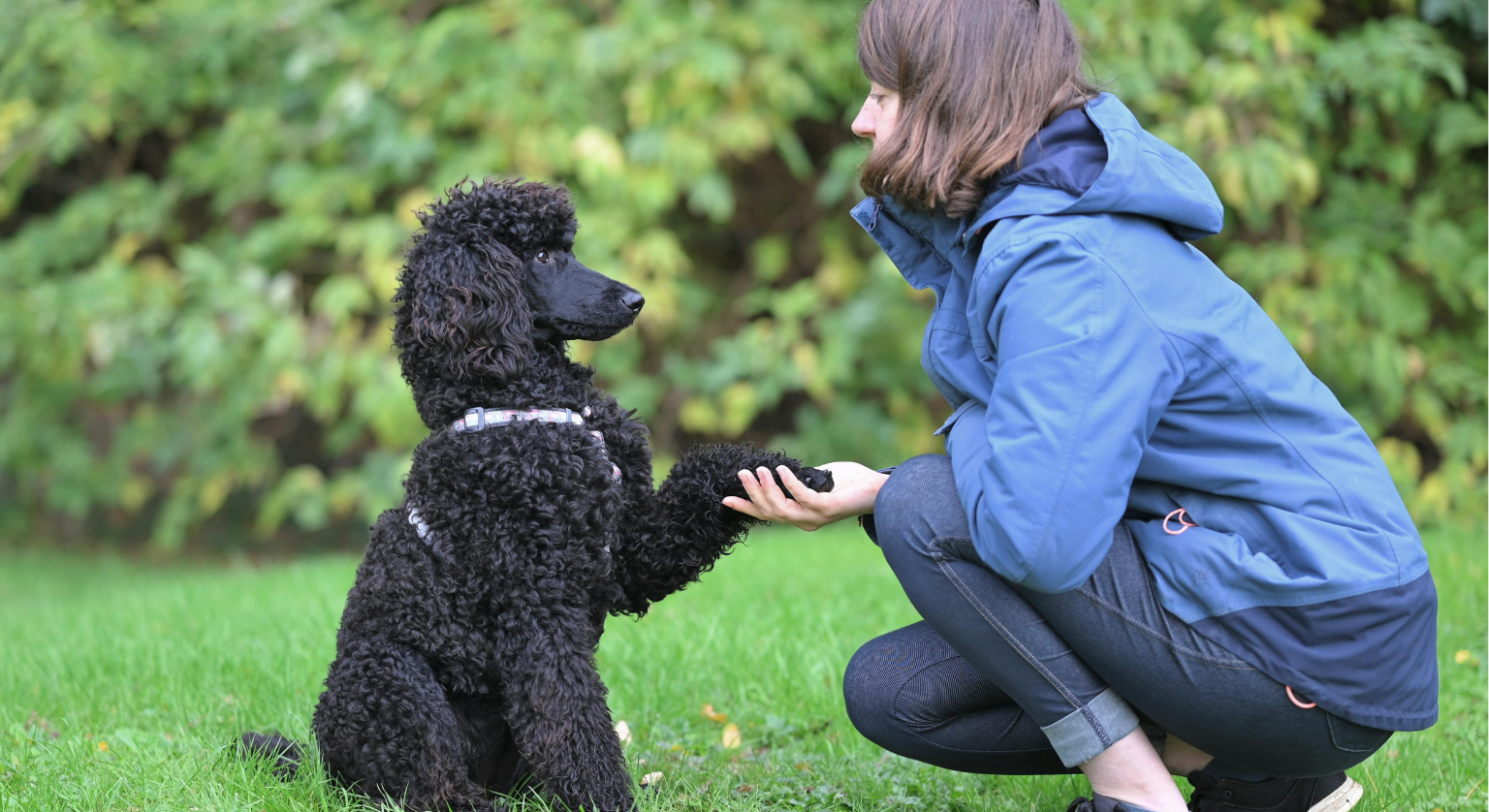 Szkolenie klikerem, czyli jak działa kliker dla psa i kota?