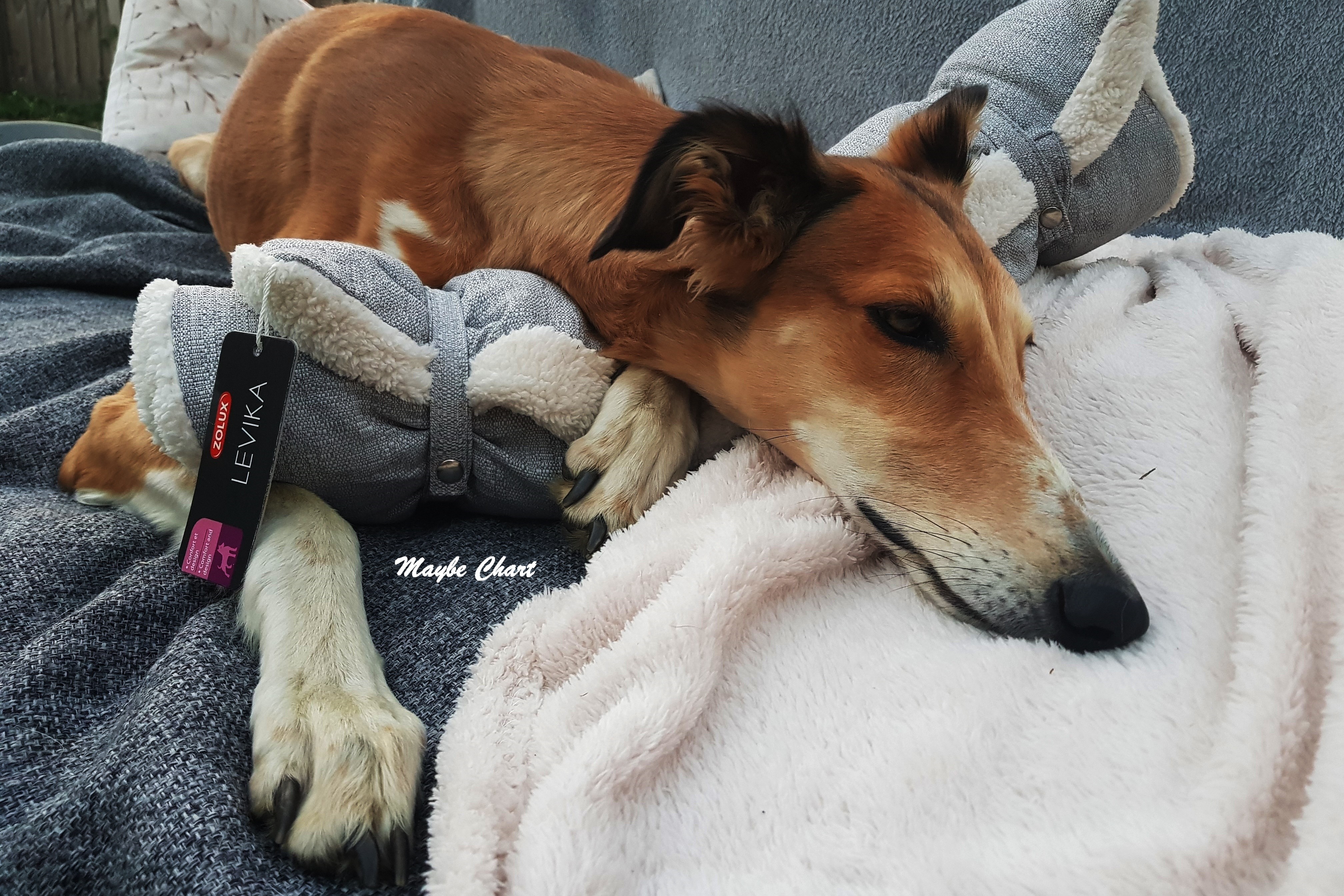 Jak zadbać o sen i wypoczynek psa?