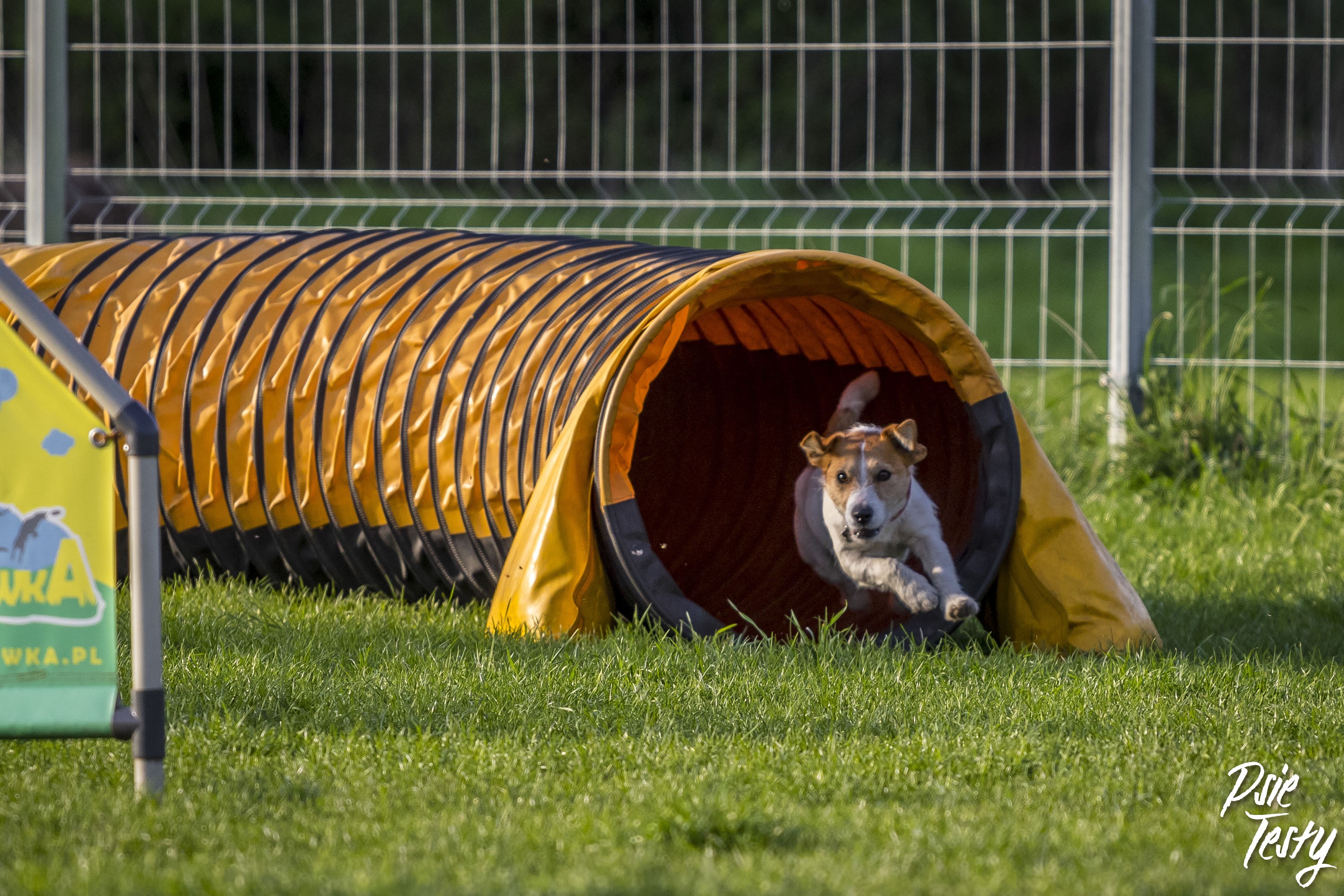 Psie sporty - czyli jak aktywnie spędzać czas z psem?