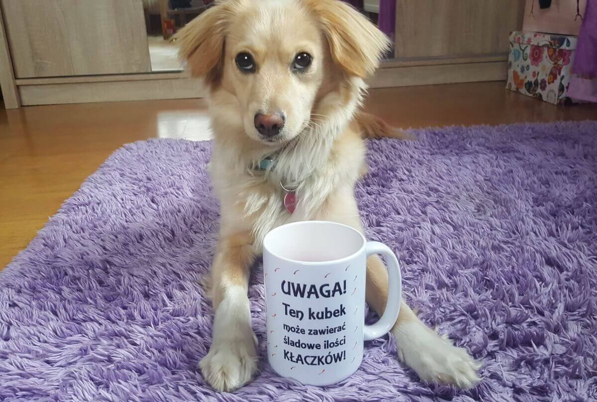 Moja Historia Adopcji - cz. 1 Zuzia