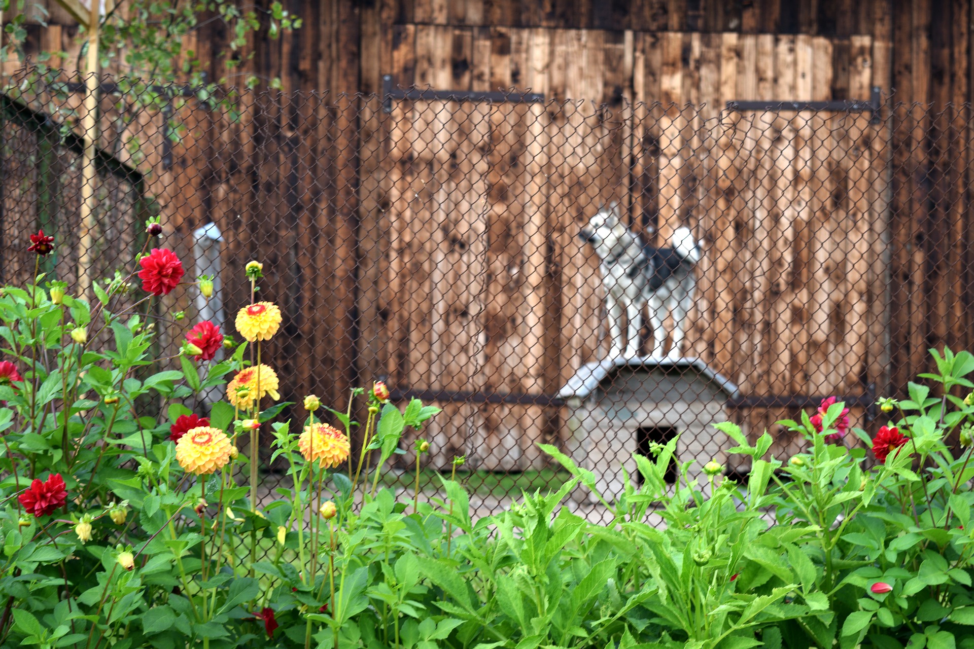 Nie kupuj, adoptuj – adopcja psa w praktyce. Jak wygląda adopcja psa ze schroniska?