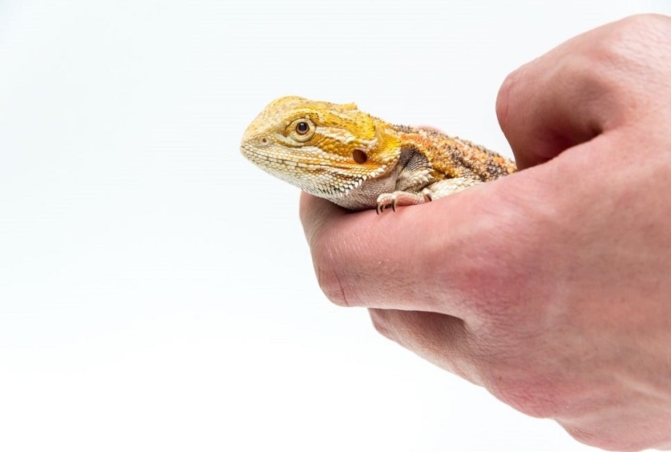 Agama brodata – jaszczurka z Australii