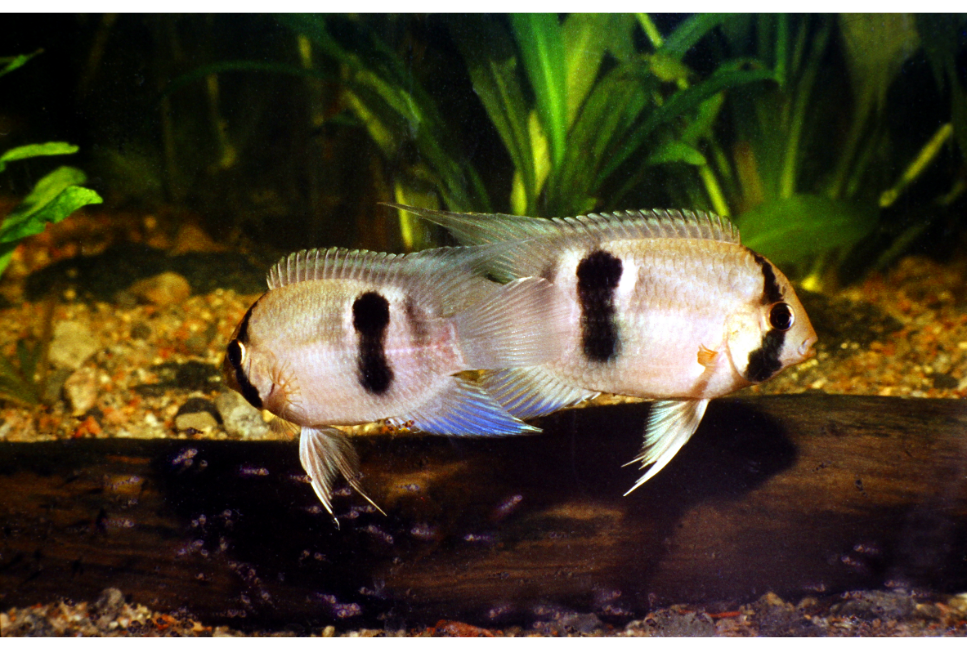 Akara z Maroni (Cleithracara maronii) - najważniejsze informacje o gatunku