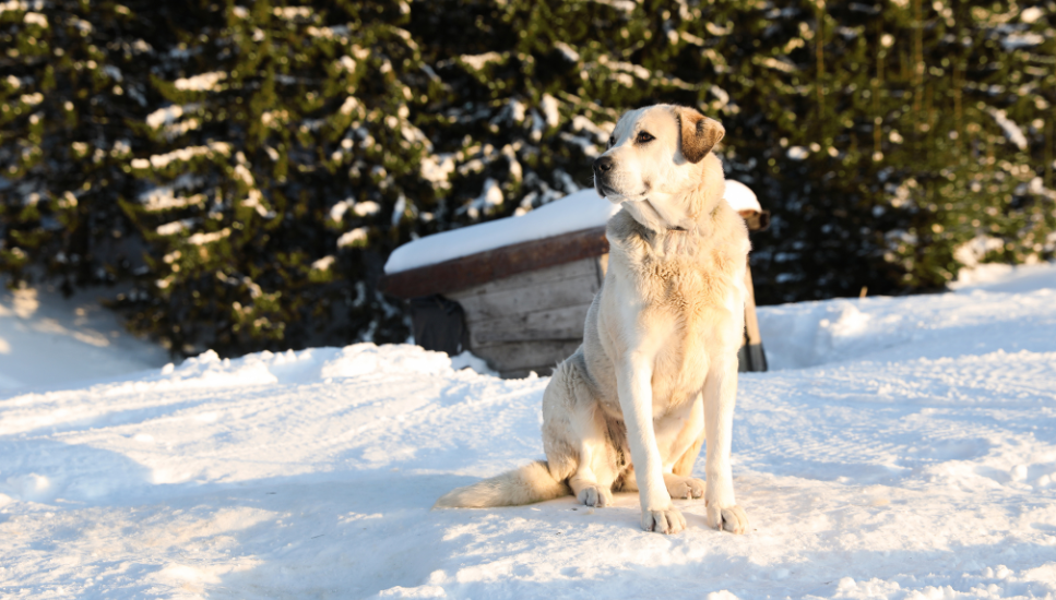 Akbash dog, czyli wierny strażnik i łagodny kompan - Encyklopedia psów