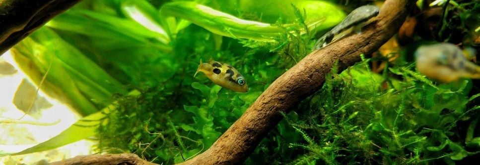 Akwarium holenderskie, czyli podwodny świat roślin
