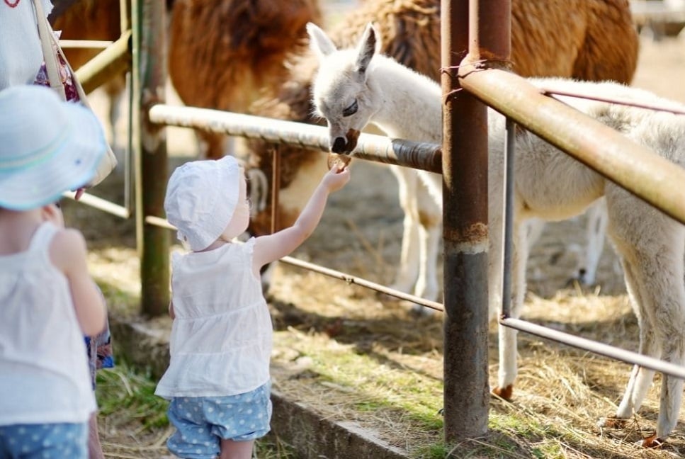 Alpakoterapia, czyli lecznicza moc alpak
