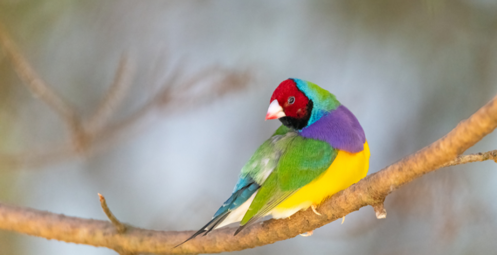 Amadyna wspaniała (Chloebia gouldiae) - wielobarwny ptak