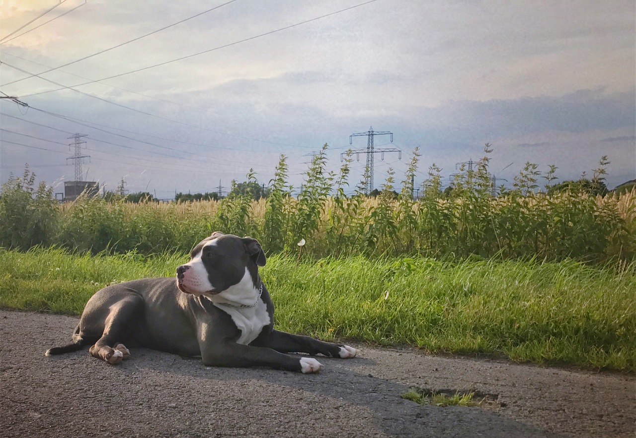 American Bully – najważniejsze informacje o rasie