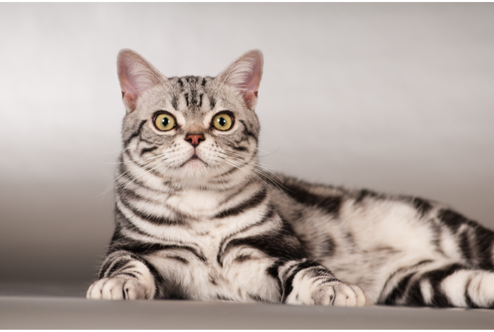 Kot amerykański krótkowłosy - Encyklopedia ras kotów