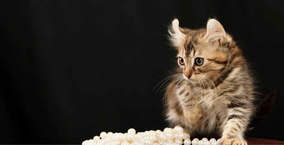 Amerykański curl - encyklopedia ras kotów