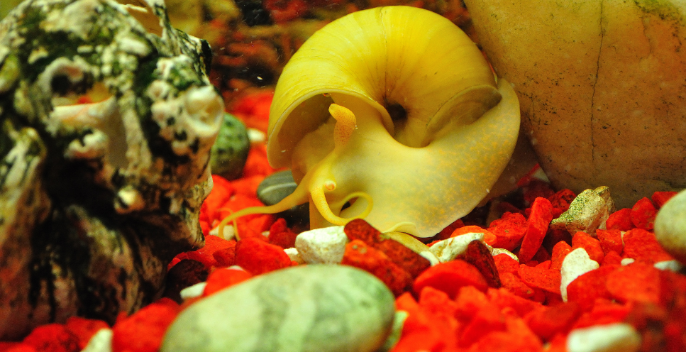 Ślimak ampularia - najważniejsze informacje