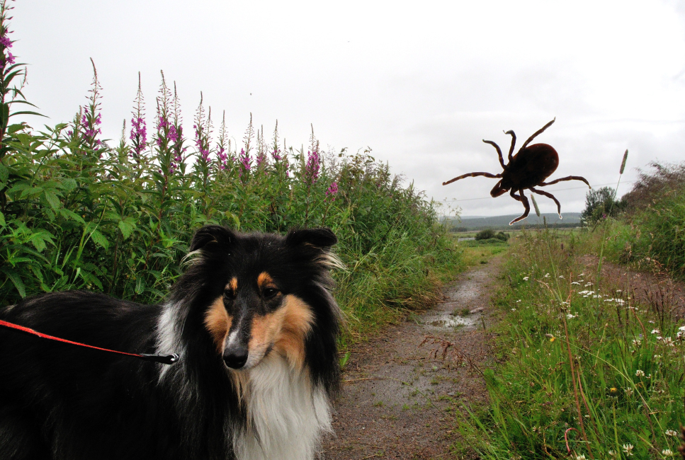 Anaplazmoza u psów - objawy, leczenie, rokowania