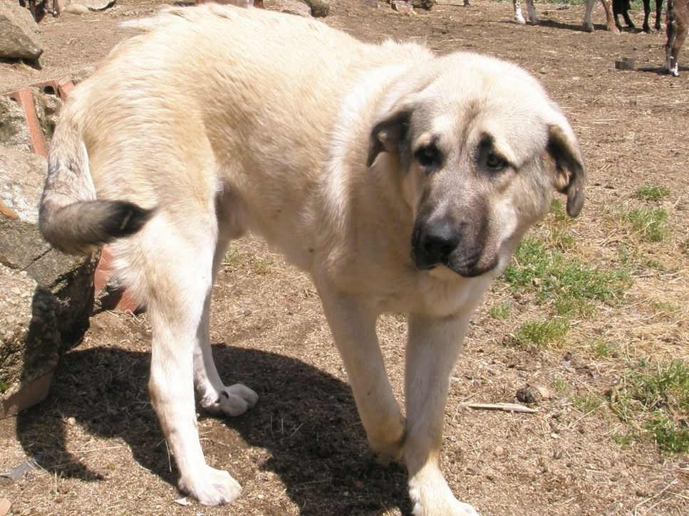 Anatolian (Anatolian shepherd) – Encyklopedia psów