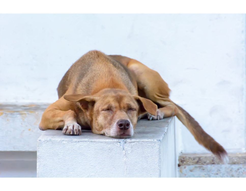 Niedokrwistość (anemia) u psa