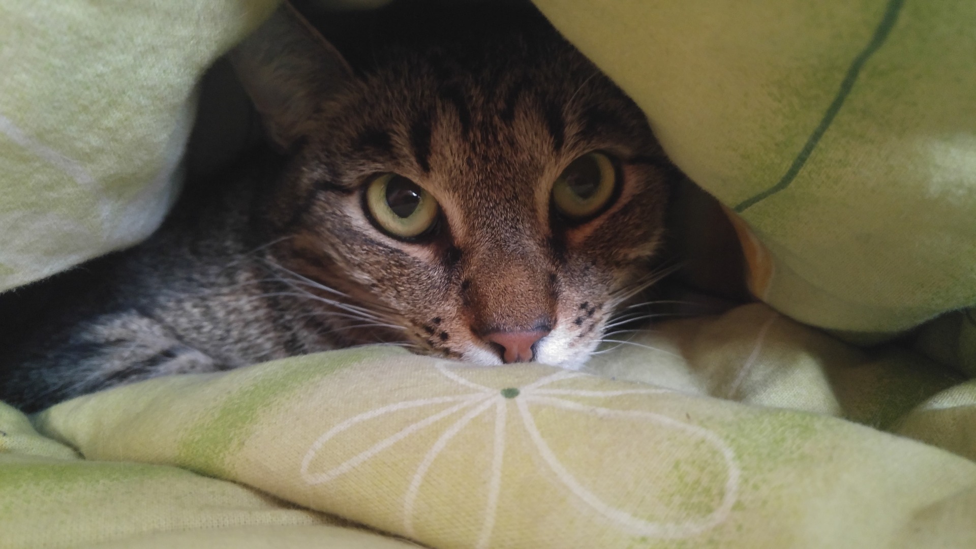 Jak sprawić by kot spał w nocy? Geneza problemu