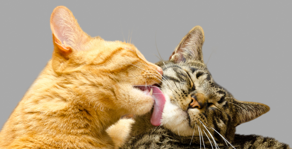 Antykoncepcja u psów i kotów - jakie metody są dostępne?