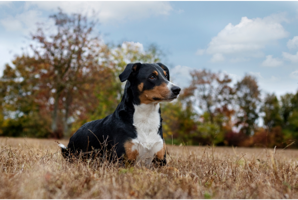 Appenzeller - najważniejsze informacje o rasie. Encyklopedia psów