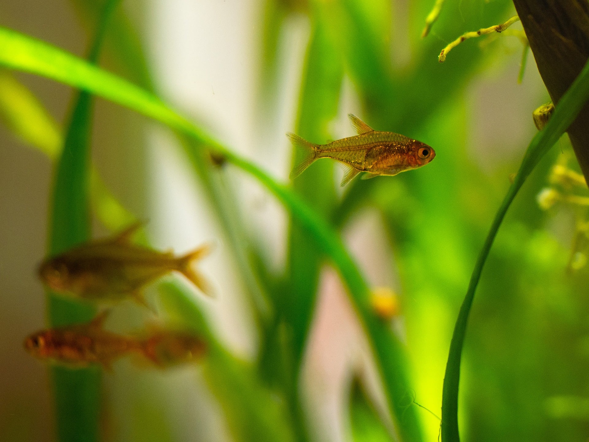 Ospa rybia – przyczyny, objawy, sposoby leczenia