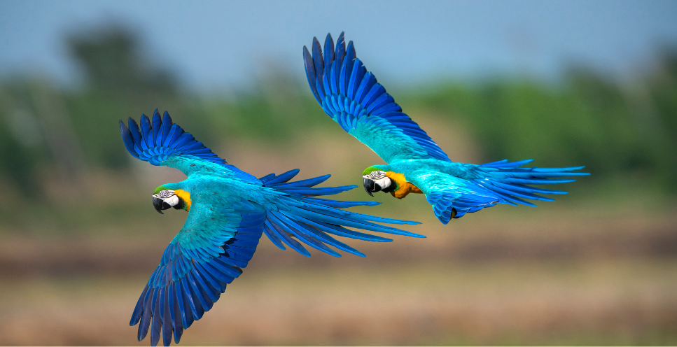 Ara modra - papuga, która wyginęła?