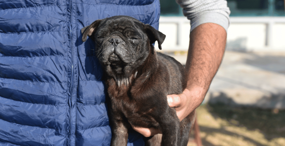 Astma u psów - objawy, przyczyny i zapobieganie rozwojowi choroby