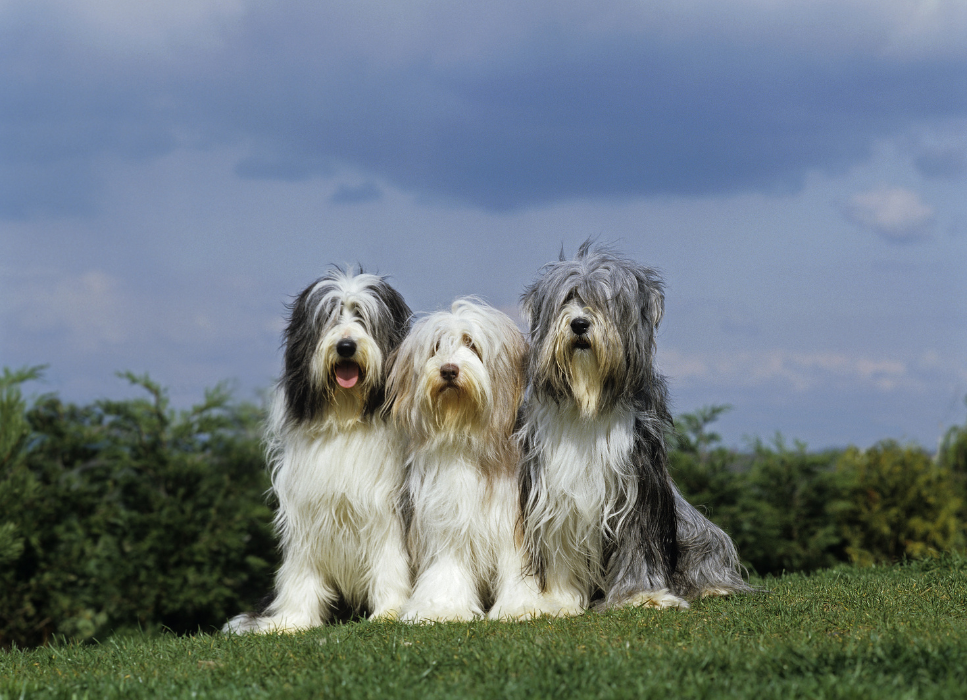 Bearded collie - pasterski pies ze Szkocji. Encyklopedia psów