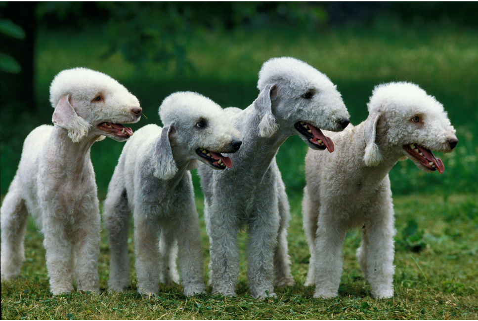 Bedlington terrier – czy to owieczka w skórze psa?