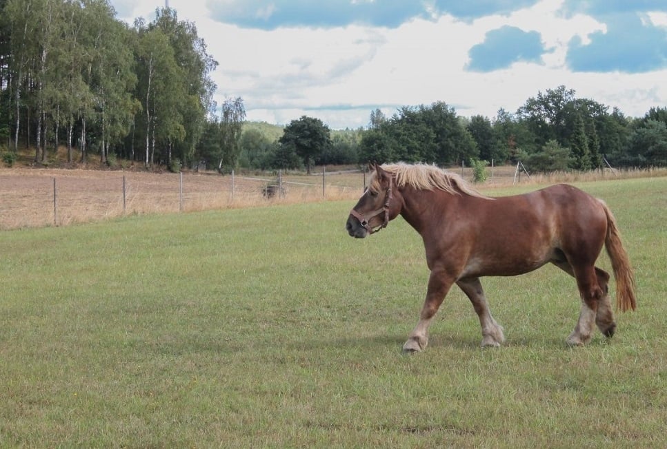 Koń belgijski (belgian horse) – najważniejsze informacje o rasie