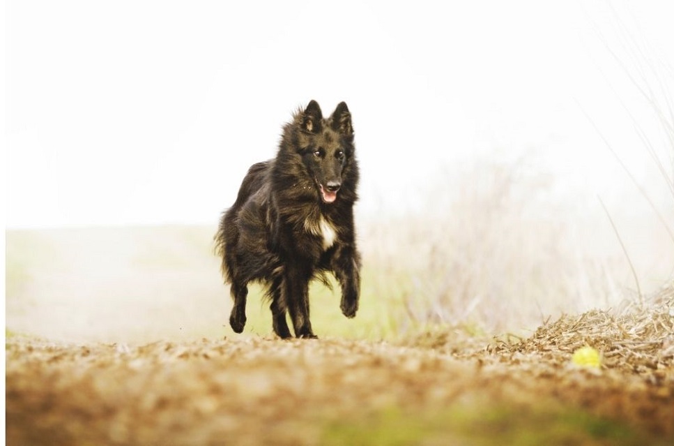 Owczarek belgijski (Groenendael) - najważniejsze informacje o rasie