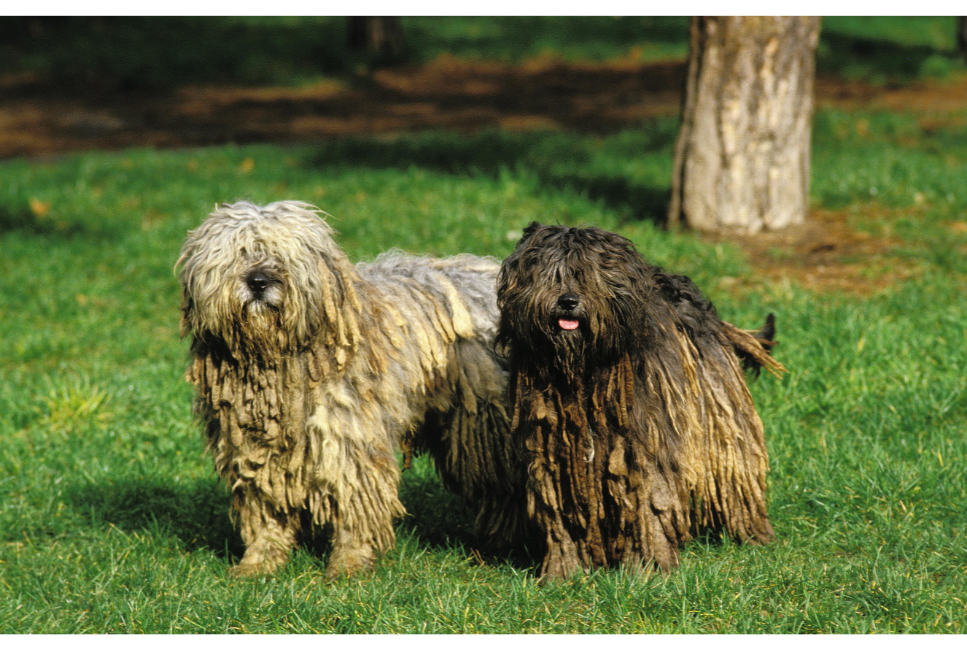 Bergamasco (Owczarek z Bergamo) - Encyklopedia psów