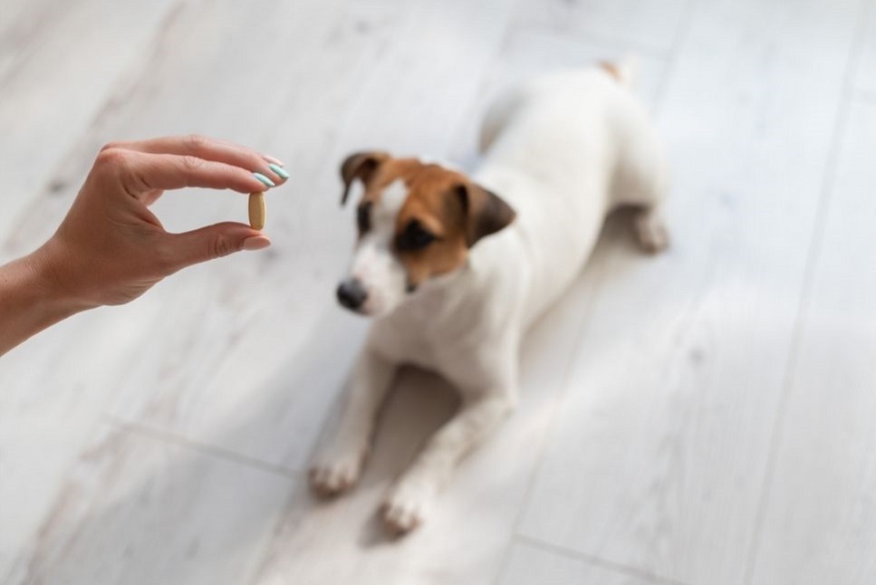 Jakie właściwości ma biotyna dla psów?