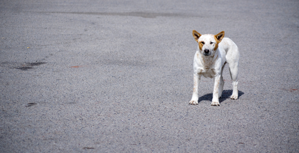 Błąkający się pies - co zrobić, gdzie zadzwonić? Praktyczne rady